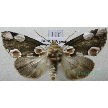 Thyatira batis (Linnaeus, 1758) Plamówka malinówka Czech11f